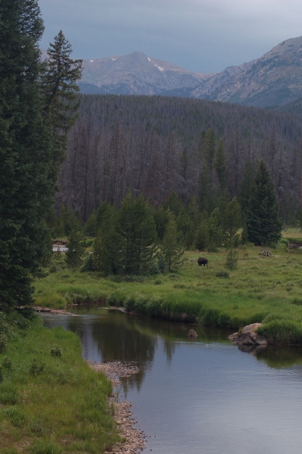 moose on the Trail Ridge Road